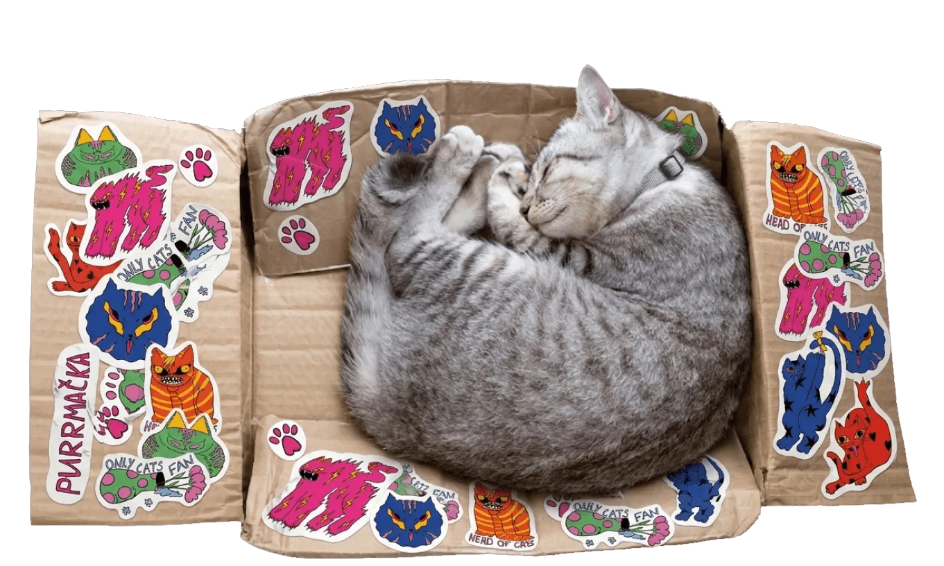 Cat sleeping in a box with stickers